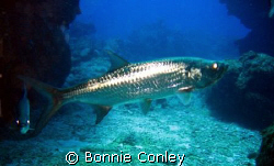 Grand Cayman is the place to go for tarpon.  Photo taken ... by Bonnie Conley 